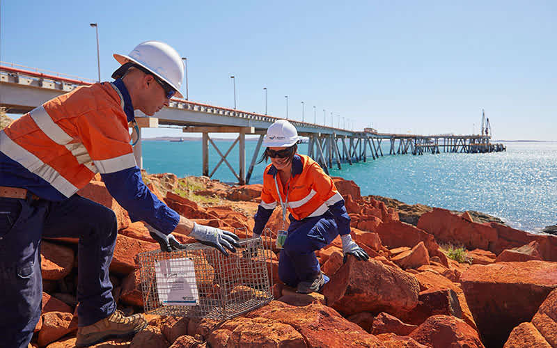 news dampier feral trap